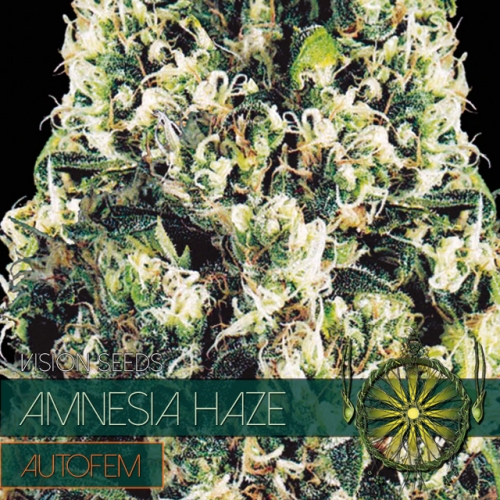 Amnesia Haze – AutoFem