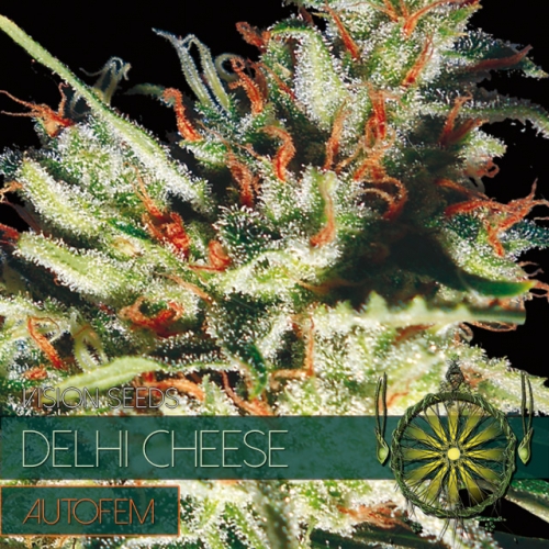 Delhi Cheese – AutoFem