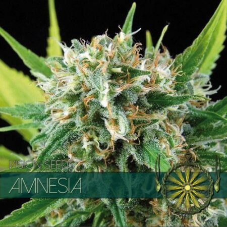 Amnesia