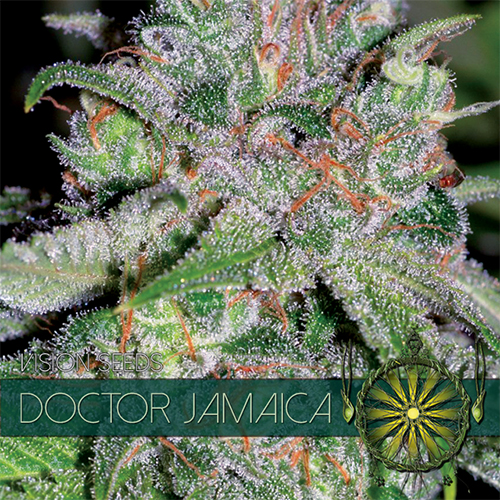 Doctor Jamaica